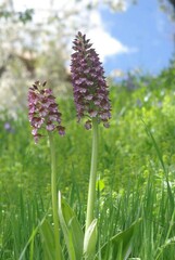 Orchis purpurea