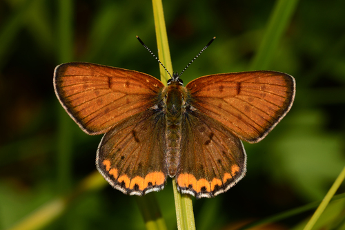 Bronze Copper