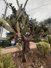 Opuntia galapageia