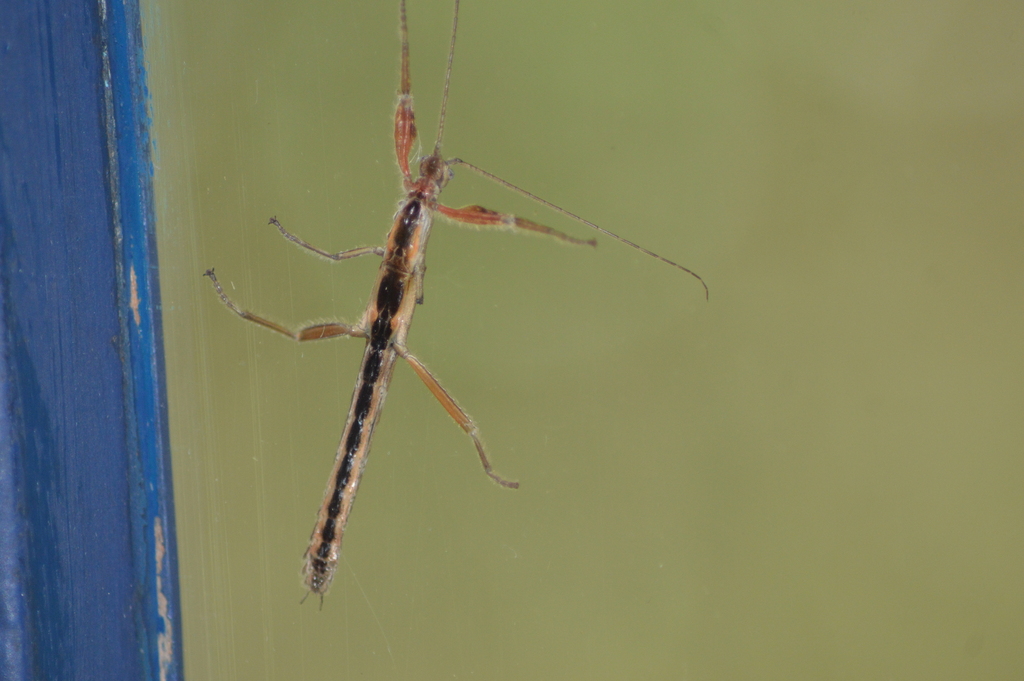 Prisopus villosipes