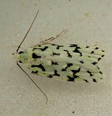 Izatha peroneanella