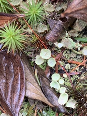 Cladonia fimbriata