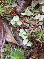 Cladonia fimbriata