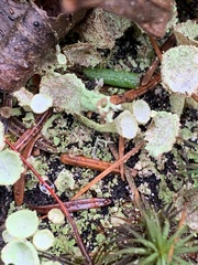 Cladonia fimbriata