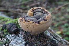 Phellinus nigricans