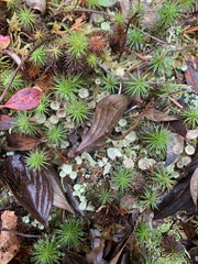 Cladonia fimbriata