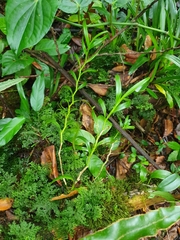 Epidendrum ramosum