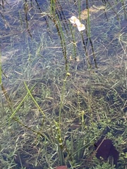 Sagittaria graminea