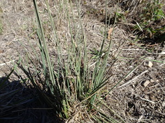 Juncus patens