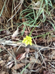 Cyperus sphaerocephalus