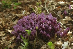 Lathraea clandestina