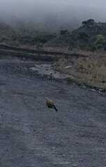 Daptrius carunculatus