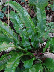 Asplenium scolopendrium scolopendrium