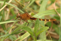 Erythemis attala