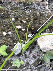 Aculeata