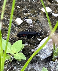 Aculeata