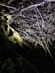 Rieppeleon kerstenii