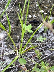 Aculeata