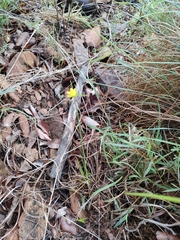 Cyperus sphaerocephalus
