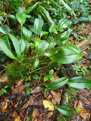 Pleurothallis ruscifolia