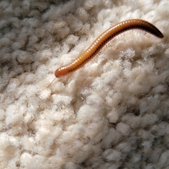 Parajulidae