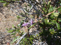 Stephanomeria virgata