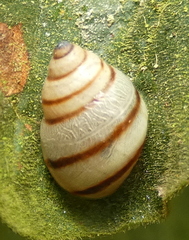 Drymaeus rufolineatus