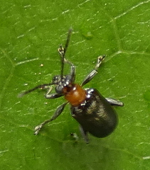 Lemini