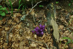 Lathraea clandestina