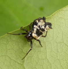 Micrathena patruelis