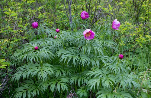 Paeonia anomala