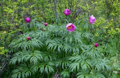 Paeonia anomala