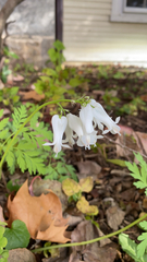Dicentra