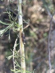 Homalodisca liturata