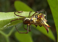 Micrathena fissispina