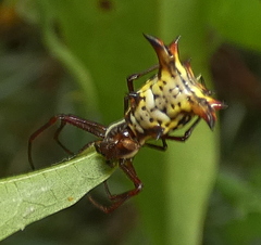 Micrathena fissispina