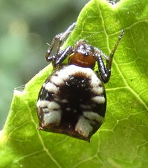 Micrathena patruelis