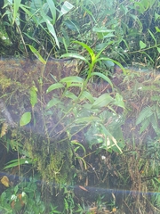 Epidendrum mutelianum