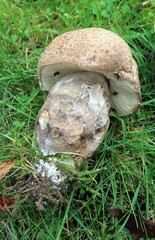 Leccinum duriusculum