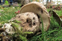 Leccinum duriusculum