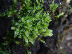 Hypnum cupressiforme