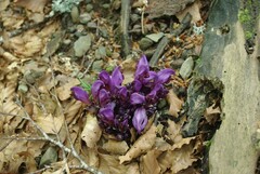 Lathraea clandestina