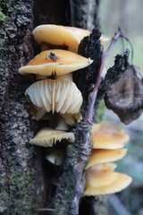 Flammulina velutipes