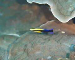 Labroides phthirophagus