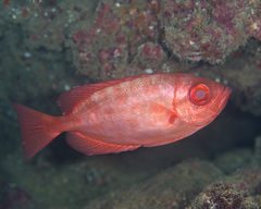 Heteropriacanthus carolinus