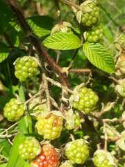 Rubus glaucus