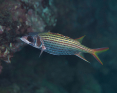 Neoniphon sammara