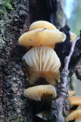 Flammulina velutipes