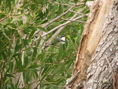 Apalis thoracica claudei
