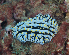 Phyllidia varicosa